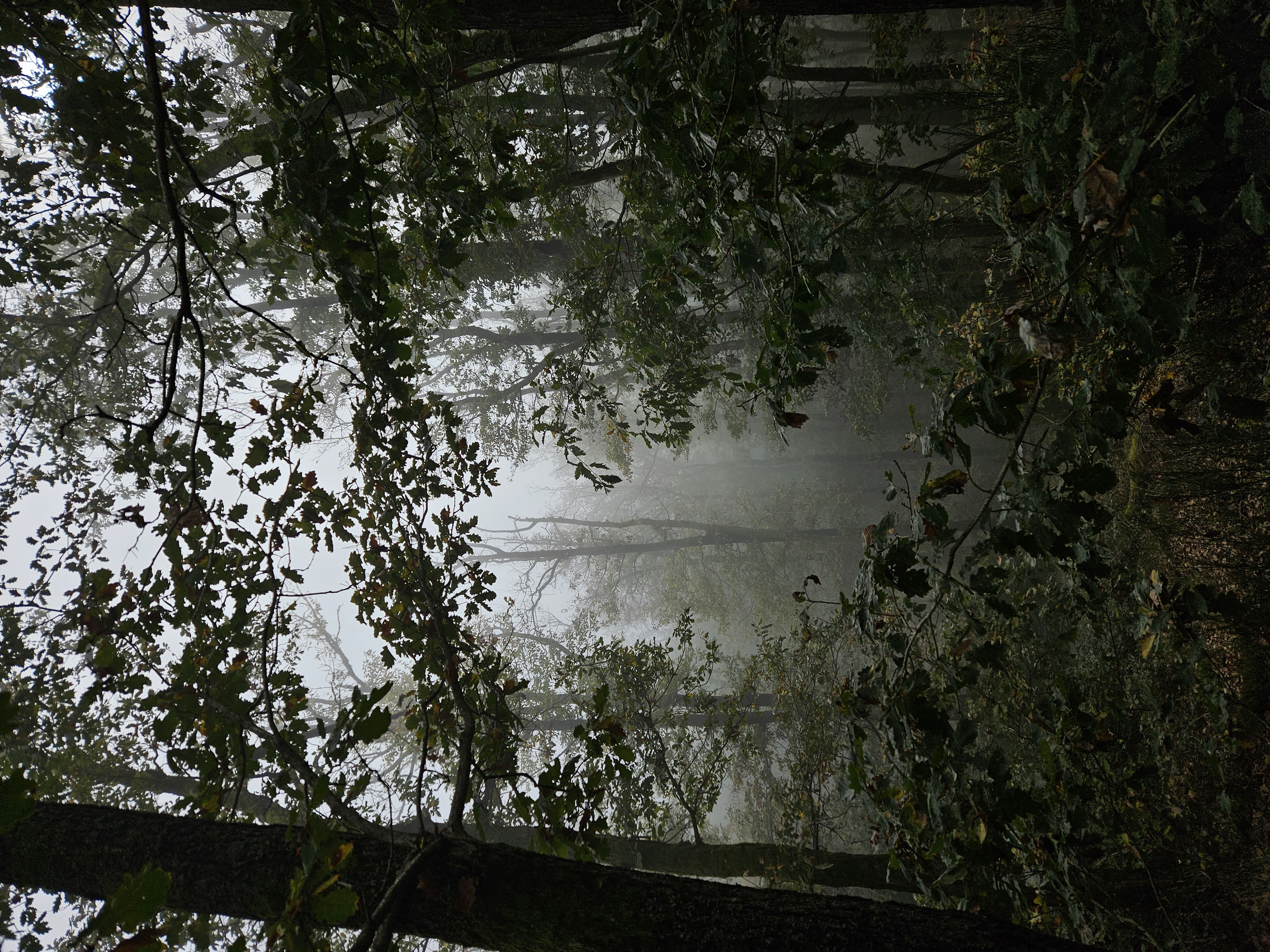 Foret.jpg